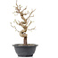 Carpinus coreana, 29 cm, ± 12 years old