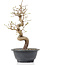 Carpinus coreana, 29 cm, ± 12 years old