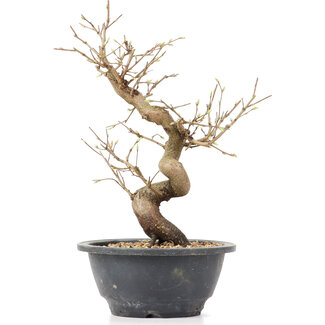 Carpinus coreana, 25 cm, ± 12 jaar oud