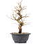 Carpinus coreana, 25 cm, ± 12 jaar oud