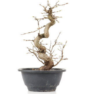 Carpinus coreana, 24 cm, ± 12 anni