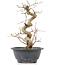 Carpinus coreana, 24 cm, ± 12 years old