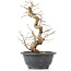 Carpinus coreana, 24 cm, ± 12 years old