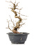 Carpinus coreana, 24 cm, ± 12 Jahre alt