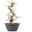 Carpinus coreana, 24 cm, ± 12 years old