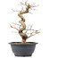 Carpinus coreana, 24 cm, ± 12 anni