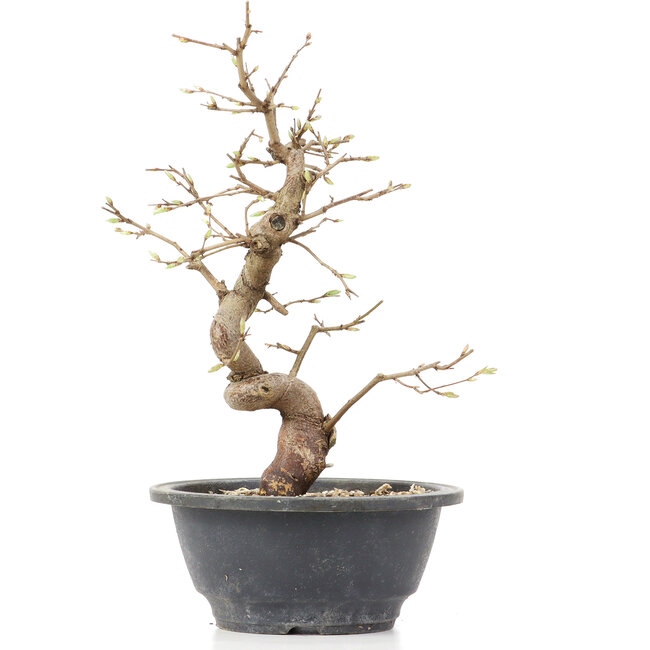 Carpinus coreana, 25 cm, ± 12 anni