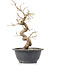 Carpinus coreana, 25 cm, ± 12 anni