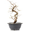 Carpinus coreana, 25 cm, ± 12 Jahre alt