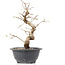 Carpinus coreana, 25 cm, ± 12 Jahre alt