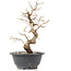 Carpinus coreana, 25 cm, ± 12 Jahre alt