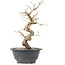 Carpinus coreana, 25 cm, ± 12 anni