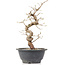 Carpinus coreana, 25 cm, ± 12 Jahre alt