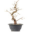 Carpinus coreana, 25 cm, ± 12 Jahre alt