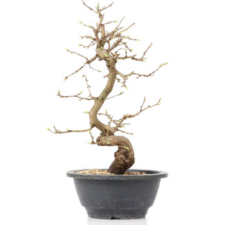 Carpinus coreana, 27 cm, ± 12 anni