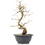 Carpinus coreana, 27 cm, ± 12 Jahre alt