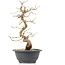 Carpinus coreana, 27 cm, ± 12 Jahre alt