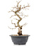 Carpinus coreana, 27 cm, ± 12 Jahre alt