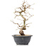 Carpinus coreana, 27 cm, ± 12 Jahre alt