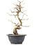 Carpinus coreana, 27 cm, ± 12 Jahre alt