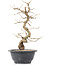 Carpinus coreana, 27 cm, ± 12 Jahre alt