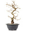 Carpinus coreana, 27 cm, ± 12 Jahre alt