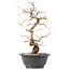 Carpinus coreana, 27 cm, ± 12 Jahre alt