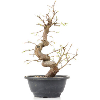 Carpinus coreana, 27 cm, ± 12 anni