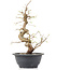 Carpinus coreana, 27 cm, ± 12 Jahre alt