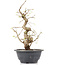 Carpinus coreana, 27 cm, ± 12 Jahre alt