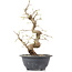 Carpinus coreana, 27 cm, ± 12 Jahre alt