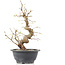 Carpinus coreana, 27 cm, ± 12 Jahre alt