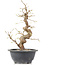 Carpinus coreana, 27 cm, ± 12 Jahre alt