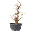 Carpinus coreana, 27 cm, ± 12 Jahre alt