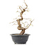 Carpinus coreana, 27 cm, ± 12 Jahre alt