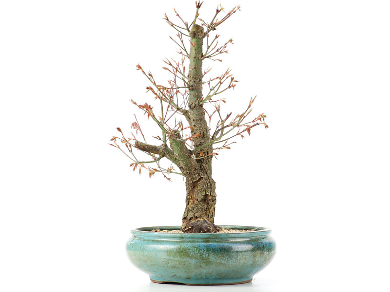 Acer palmatum Arakawa, 44 cm, ± 12 jaar oud, met mooie kurkschors