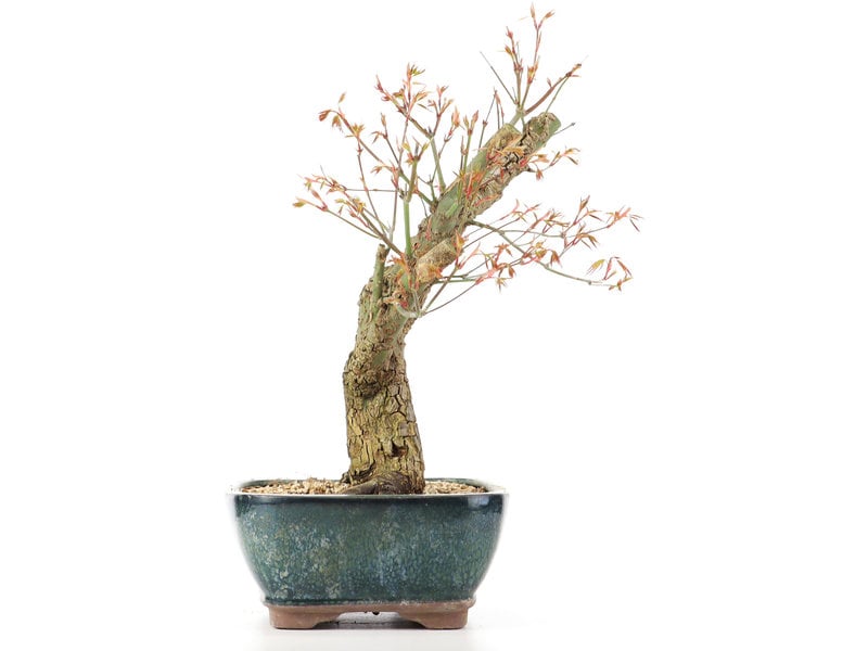 Acer palmatum Arakawa, 37 cm, ± 12 jaar oud, met mooie kurkschors