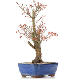 Acer palmatum Arakawa, 44 cm, ± 12 jaar oud, met mooie kurkschors