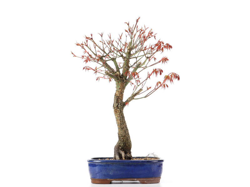 Acer palmatum Arakawa, 48 cm, ± 12 jaar oud, met mooie kurkschors