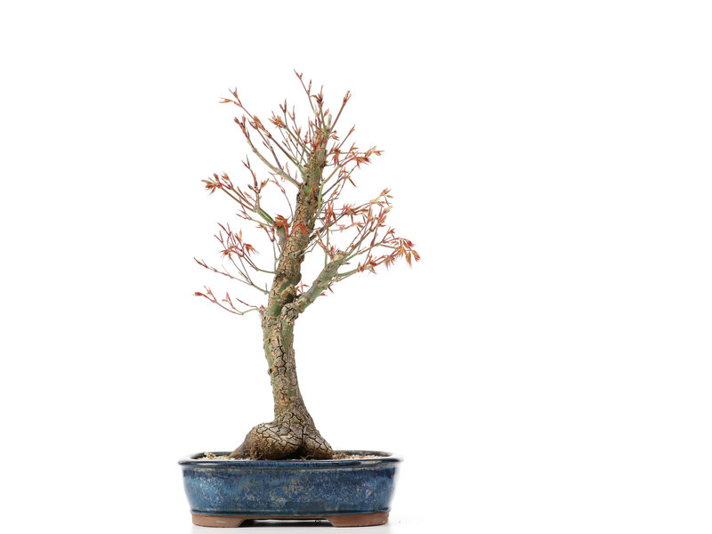 Acer palmatum Arakawa, 46 cm, ± 12 jaar oud, met mooie kurkschors