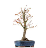 Acer palmatum Arakawa, 46 cm, ± 12 jaar oud, met mooie kurkschors