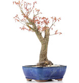 Acer palmatum Arakawa, 45 cm, ± 12 jaar oud, met mooie kurkschors