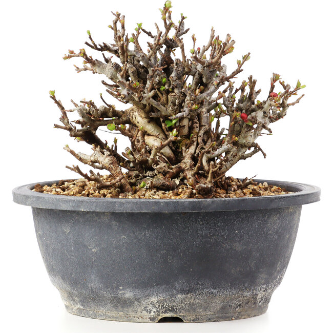 Chaenomeles speciosa Chosubai, 13 cm, ± 25 anni, con fiori rossi e frutti gialli