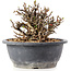 Chaenomeles speciosa Chosubai, 13 cm, ± 25 anni, con fiori rossi e frutti gialli