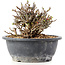 Chaenomeles speciosa Chosubai, 13 cm, ± 25 anni, con fiori rossi e frutti gialli