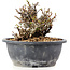 Chaenomeles speciosa Chosubai, 13 cm, ± 25 anni, con fiori rossi e frutti gialli