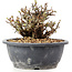 Chaenomeles speciosa Chosubai, 13 cm, ± 25 anni, con fiori rossi e frutti gialli