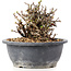 Chaenomeles speciosa Chosubai, 13 cm, ± 25 anni, con fiori rossi e frutti gialli