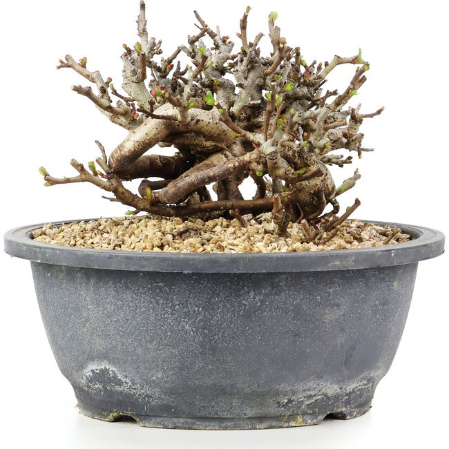 Chaenomeles speciosa Chosubai, 11,5 cm, ± 20 anni, con fiori rossi e frutti gialli