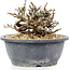 Chaenomeles speciosa Chosubai, 11,5 cm, ± 20 anni, con fiori rossi e frutti gialli